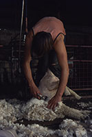 Shearing